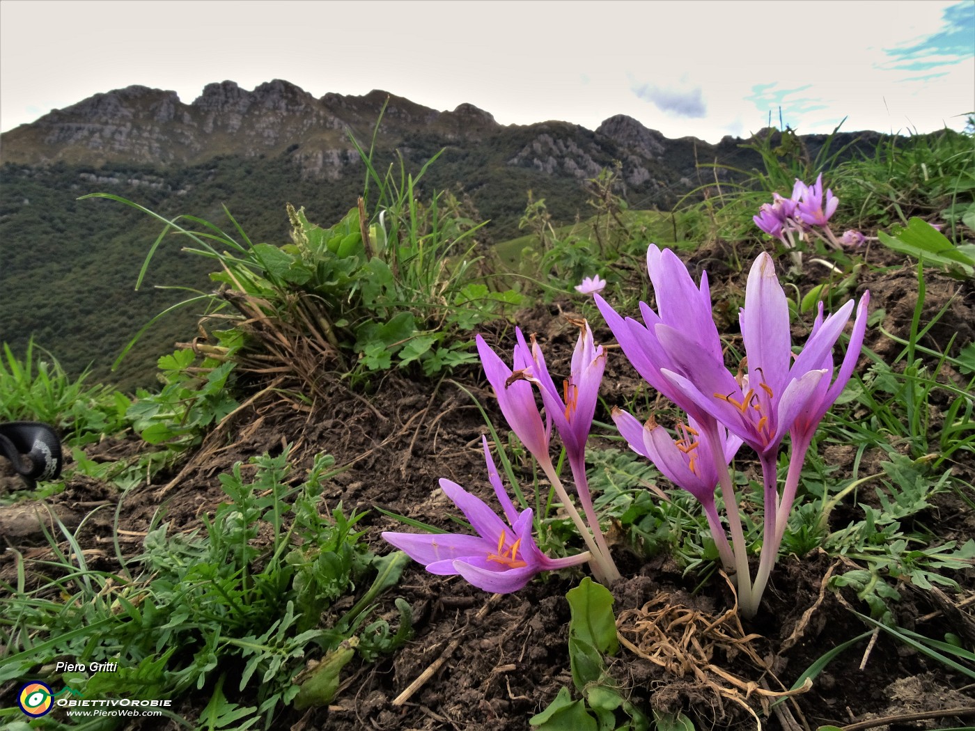 56 Colchicum autumnale ( Colchico d'autunno) con vista in Resegone.JPG